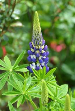 Baharda bahçede luplar açar.