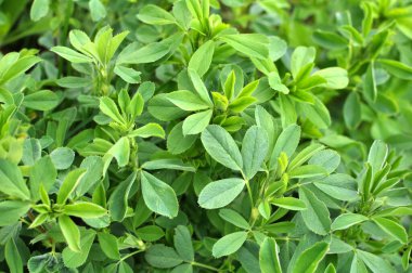 Bahar tarlasında genç yoncalar büyür.