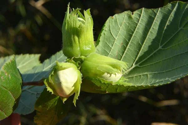 Nötter Mognar Grenen Hasselbusken — Stockfoto