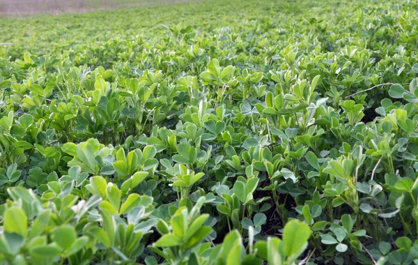 Spring Farm Field Young Alfalfa Grows — Stock Photo, Image