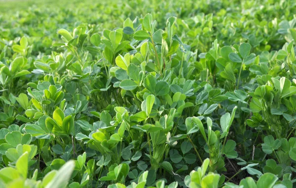 Spring Farm Field Young Alfalfa Grows — Stock Photo, Image