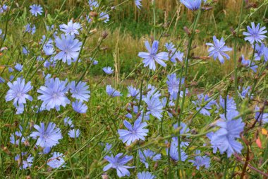 Chicory (Cichorium intybus) yazın vahşi doğada çiçek açar