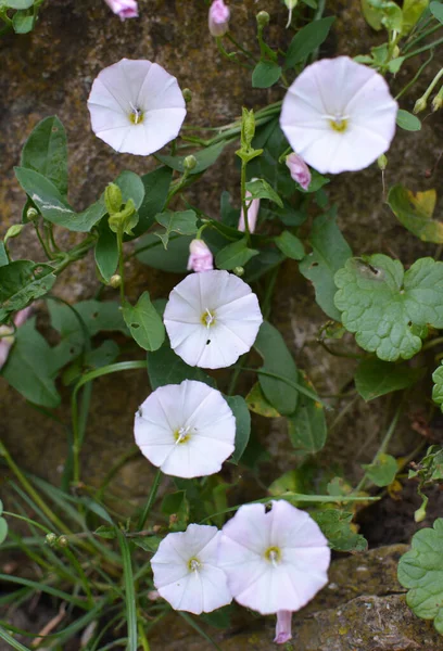 Convolvulus Arvensis Μεγαλώνει Και Ανθίζει Στο Πεδίο — Φωτογραφία Αρχείου