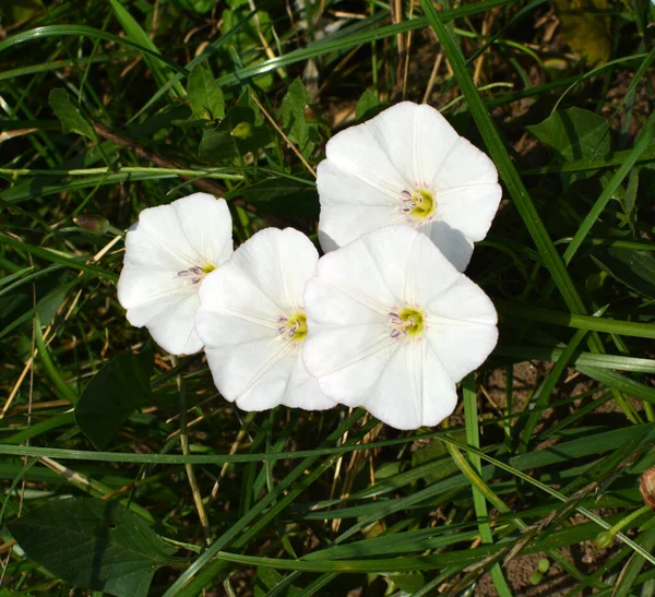 Convolvulus Arvensis Μεγαλώνει Και Ανθίζει Στο Πεδίο — Φωτογραφία Αρχείου