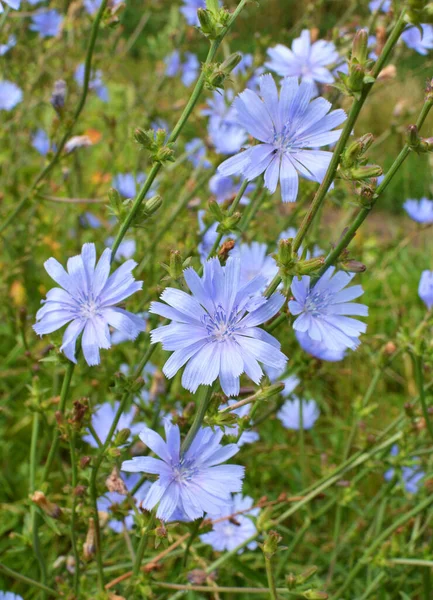 Chicory (Cichorium intybus) yazın vahşi doğada çiçek açar