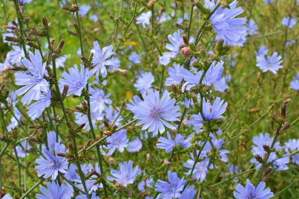 夏には野生のチコリ Cichorium Intybus が咲きます — ストック写真