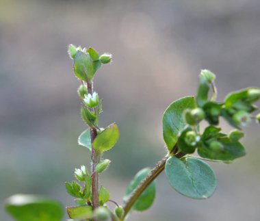 İlkbaharda Stellaria medyası doğada büyüyor.