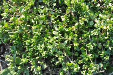 İlkbaharda Stellaria medyası doğada büyüyor.