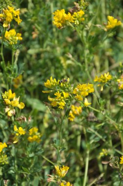Alfalfa orağı (Medicago falcata) doğada çiçek açar