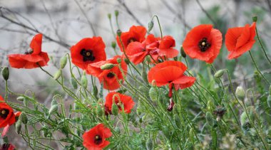 Vahşi gelincik (Papaver rhoeas) yazın çiçek açar