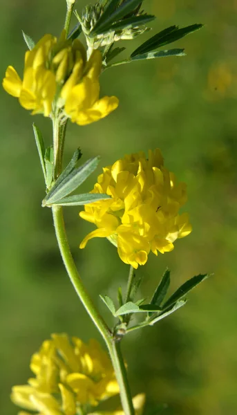 Sierp Lucernowy Medicago Falcata Kwitnie Naturze — Zdjęcie stockowe