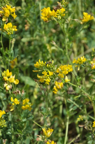 Серп Люцерны Medicago Falcata Расцветает Природе — стоковое фото