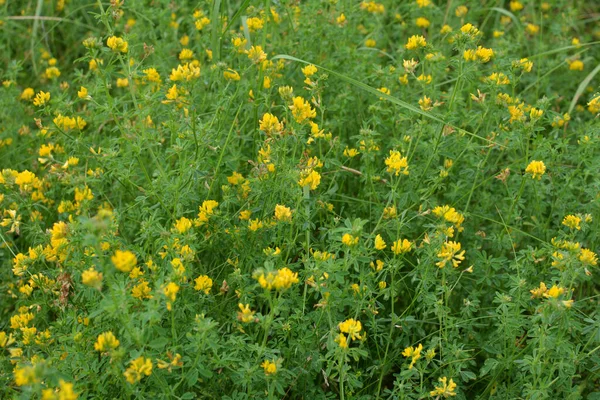 Secera Lucernă Medicago Falcata Înflorește Natură — Fotografie, imagine de stoc