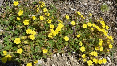 İlkbaharda, doğada potansiyel büyür.