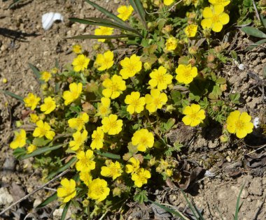 İlkbaharda, doğada potansiyel büyür.