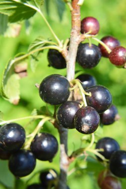 (Ribes nigrum) Çalı meyveleri olgun frenk üzümü vardır).