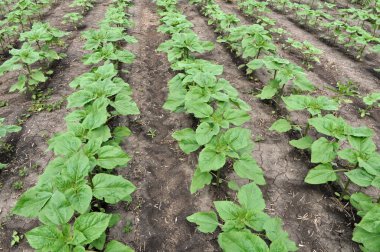 Genç ayçiçeği bir tarlada yetişiyor..