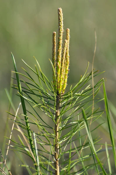 Young self-seeding pine tree growing in the wild