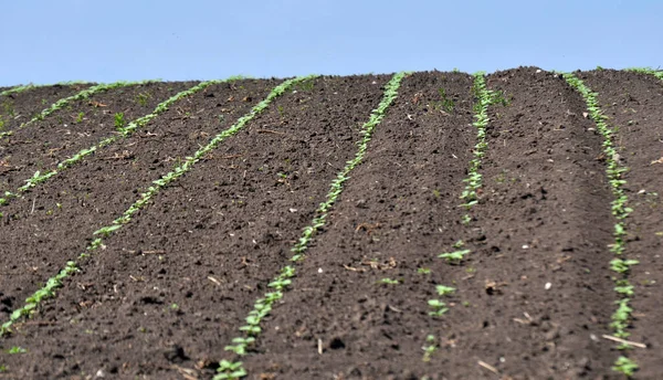 Jonge Zonnebloem Groeit Een Boerderij Veld — Stockfoto