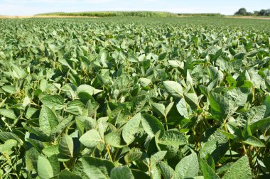 Yazın ortasında bir tarlada soya fasulyesi yetiştirirken.