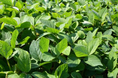 Yazın ortasında bir tarlada soya fasulyesi yetiştirirken.
