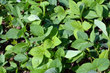 Yazın ortasında bir tarlada soya fasulyesi yetiştirirken.