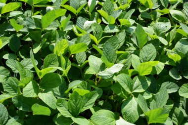 Yazın ortasında bir tarlada soya fasulyesi yetiştirirken.