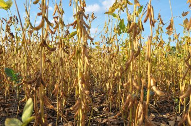 Bir tarlada olgunlaşmış soya tohumlarının üzerinde