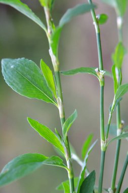 Baharda, yeşil çimenler Polygonum aviculare vahşi doğada yetişir