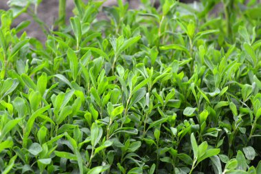 Baharda, yeşil çimenler Polygonum aviculare vahşi doğada yetişir