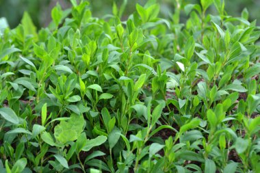 Baharda, yeşil çimenler Polygonum aviculare vahşi doğada yetişir