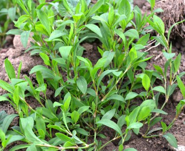 Baharda, yeşil çimenler Polygonum aviculare vahşi doğada yetişir