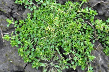 İlkbaharda Stellaria medyası doğada büyüyor.
