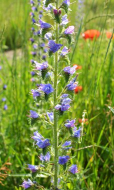 Doğada, yabani otların arasında Echium vulgare çiçek açar.