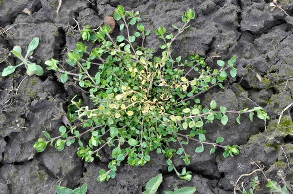 Την Άνοιξη Μέσα Μαζικής Ενημέρωσης Stellaria Μεγαλώνει Στην Άγρια Φύση — Φωτογραφία Αρχείου