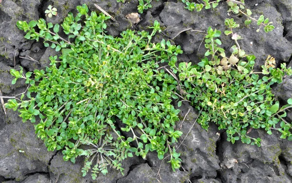 Frühjahr Wächst Stellaria Media Freier Wildbahn — Stockfoto