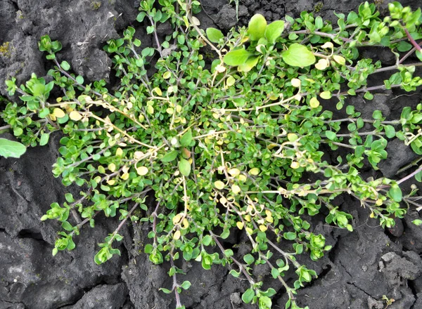 Весной Средства Массовой Информации Stellaria Растут Дикой Природе — стоковое фото