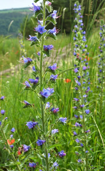 Přírodě Mezi Divokými Bylinkami Kvete Echium Vulgare — Stock fotografie