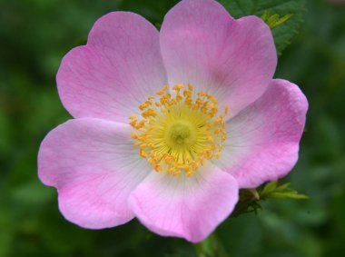 Baharda, yaban gülü filizlenir.