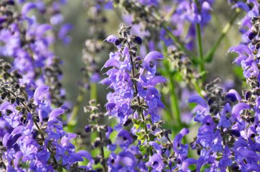 Yaz adaçayı (Salvia pratensis) yabani otlar arasında çiçek açar