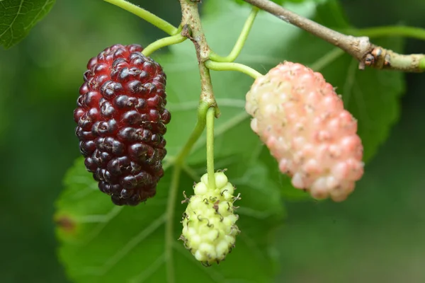 Primer Plano Moras Negras Morus Nigra Maduran Una Rama Árbol — Foto de Stock