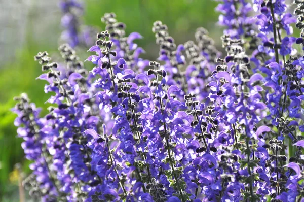 Sábio Verão Salvia Pratensis Floresce Entre Ervas Selvagens — Fotografia de Stock