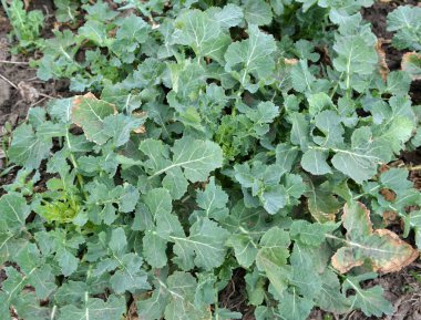 Üzerinde kış tecavüzü büyüyen bir bahar tarlası olan manzara.