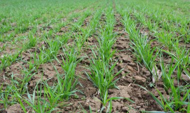 Bahar tarlasında güzel buğday ekimleri