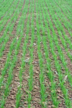 Bahar tarlasında güzel buğday ekimleri