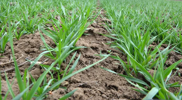 Good Sowings Winter Wheat Spring Farm Field — Stock Photo, Image