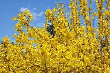 Forsythia çalıları doğada ilkbaharda çiçek açar.. 