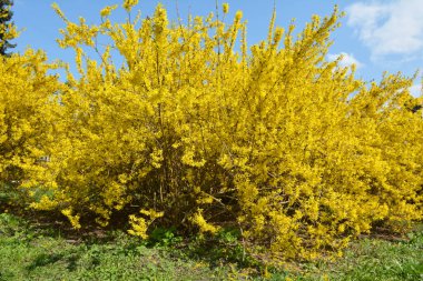 Forsythia çalıları doğada ilkbaharda çiçek açar.. 