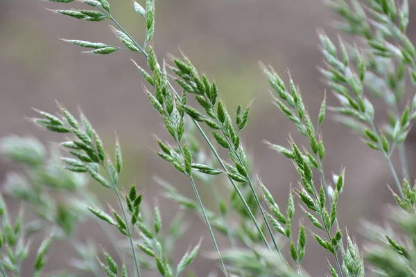 Bromus Grass Grows Pasture Wild Meadow Grasses — Stock Photo, Image