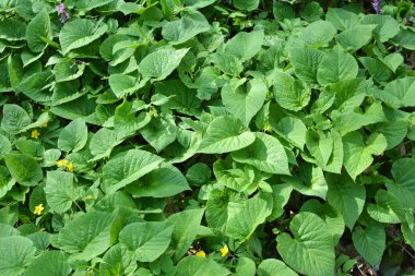 İlkbaharda ormanda vahşi doğada simphtum cordatum yetişir. 